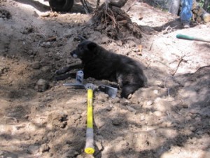 img_0075 The pig taking 5 and enjoying a hard earned cold one