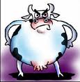 Angry Cow